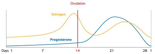 Menstrual Cycle